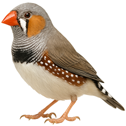 Zebra Finch